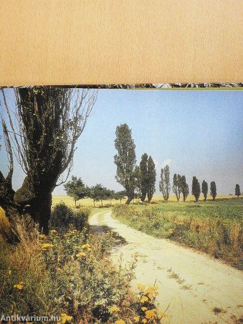 Nesztelen szárnyakon