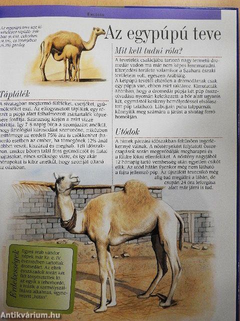 Az afrikai sivatagok és Madagaszkár állatvilága