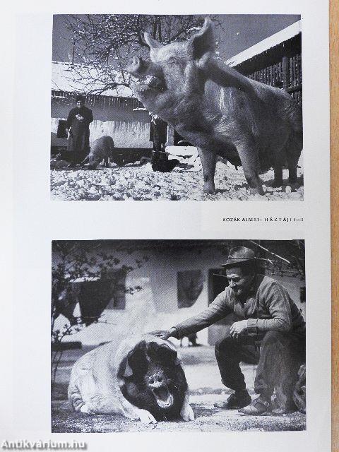 Fotó 1982. november