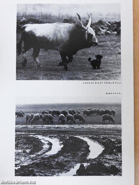 Fotó 1982. október