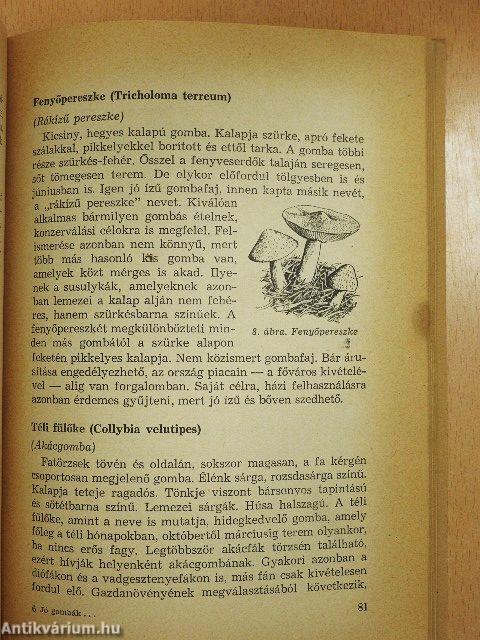 Jó gombák és felhasználásuk