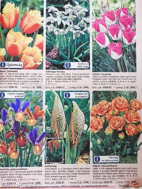 Bakker katalógus 2013 ősz