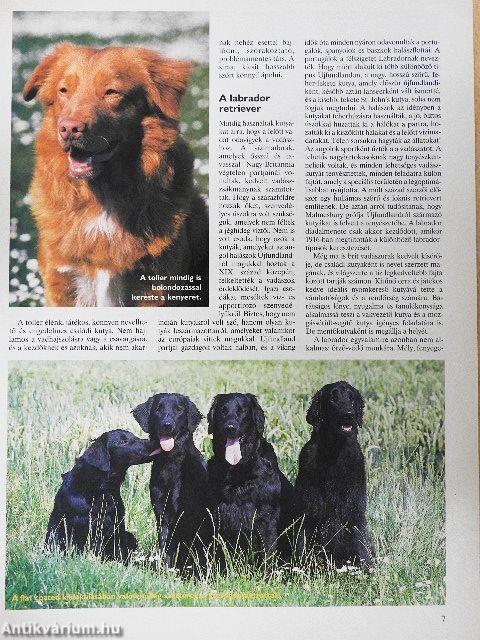 Nemzetközi Kutya Magazin 1998. szeptember