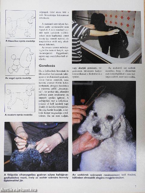 Nemzetközi Kutya Magazin 1998. november