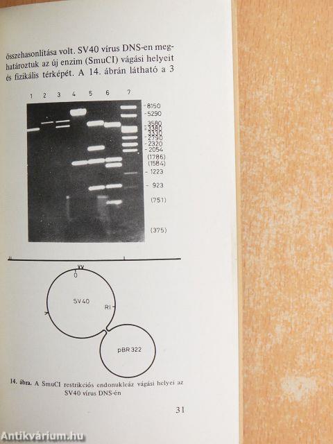 Az adenovírusok pathológiai jelentősége és molekuláris szerkezete