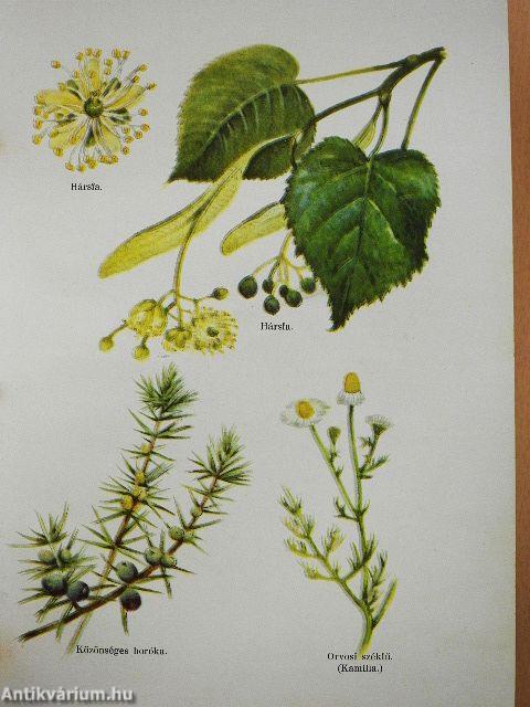 A család tanácsadója