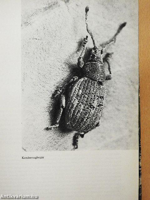 Hasznos és káros rovarok a kertben