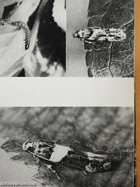 Hasznos és káros rovarok a kertben