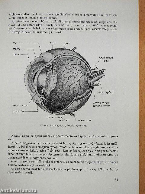 A szemészet alapvonalai 