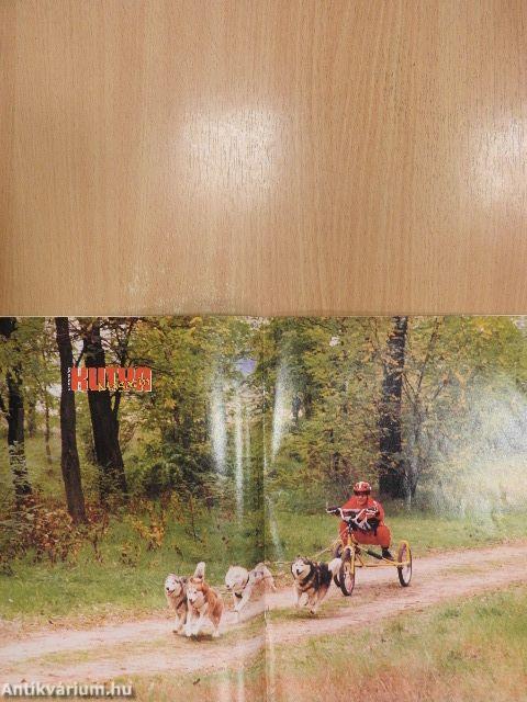 Nemzetközi Kutya Magazin 1998. november