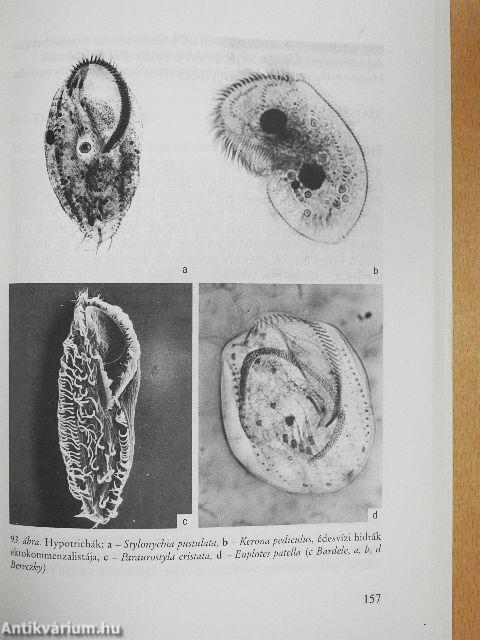 A protozoológia alapjai