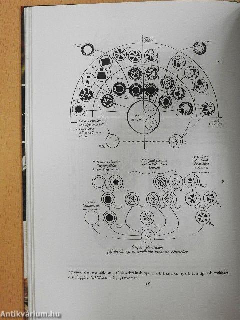 A zárvatermők fejlődéstörténeti rendszertana