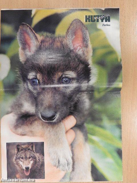 Nemzetközi Kutya Magazin 2003. március