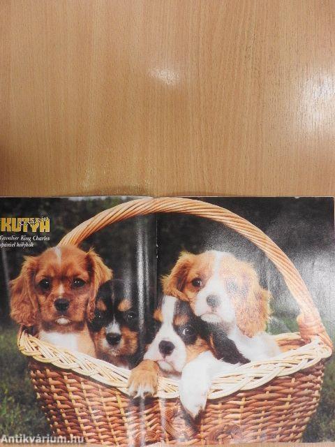 Nemzetközi Kutya Magazin 2003. február