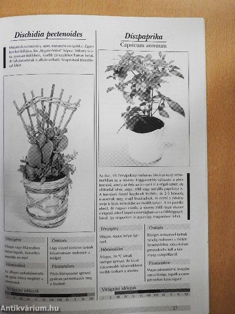 Kedvelt szobanövények