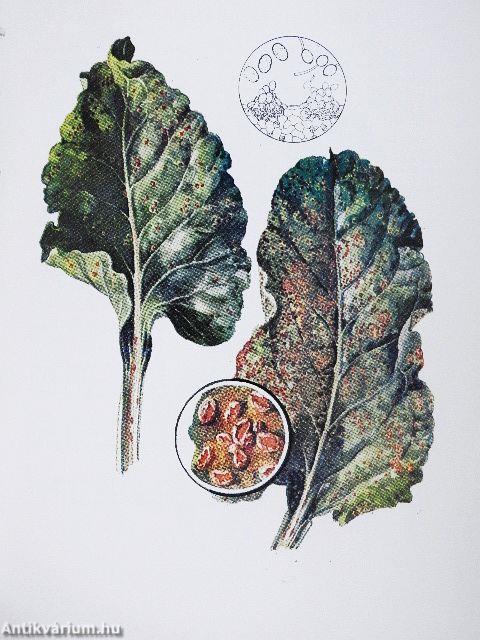 A répa betegségei és kártevői