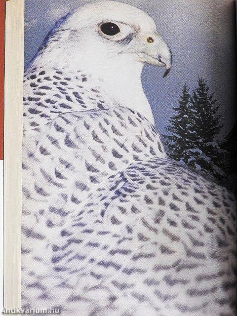 A végrendelet/A fehér sólyom/Vashotel/H mint hurok