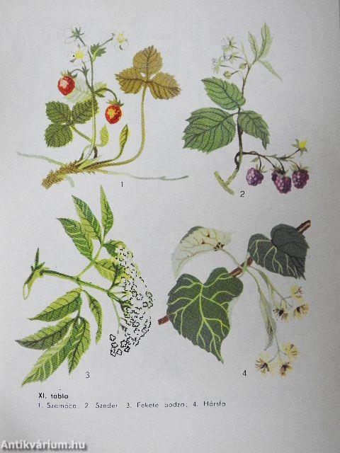 A természet kalendáriuma 1972