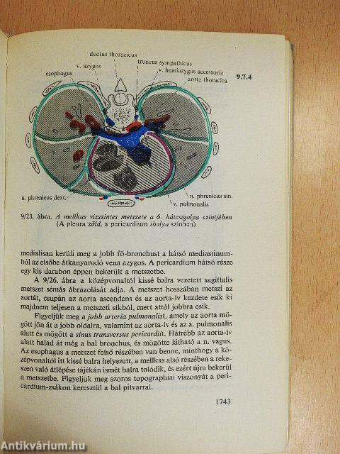 Functionalis anatomia 3.