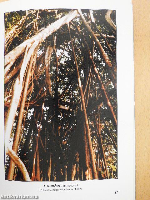 Afrikai impressziók