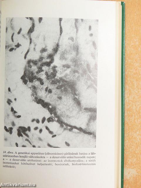 Az öregedés és az életkor