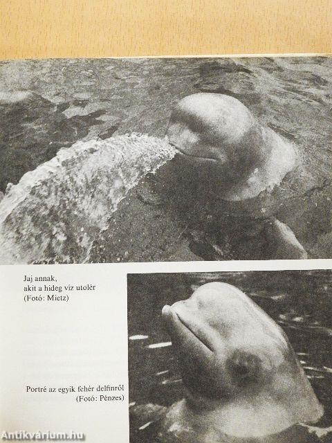 A delfinek közelről