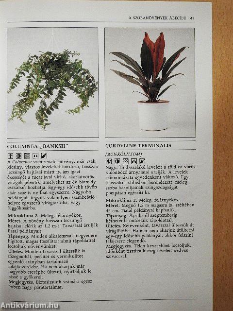 Növények a lakásban