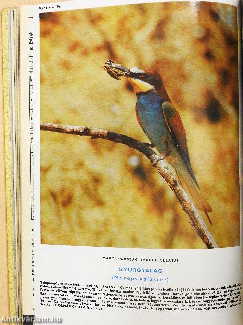 Búvár 1979. január-december