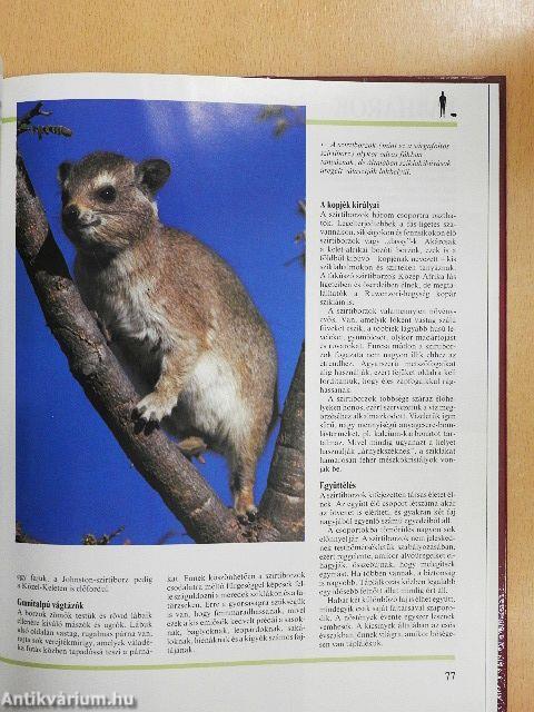 Kis növényevők