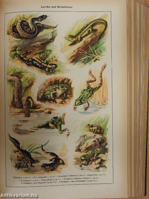 Lexikon A-Z in einem band