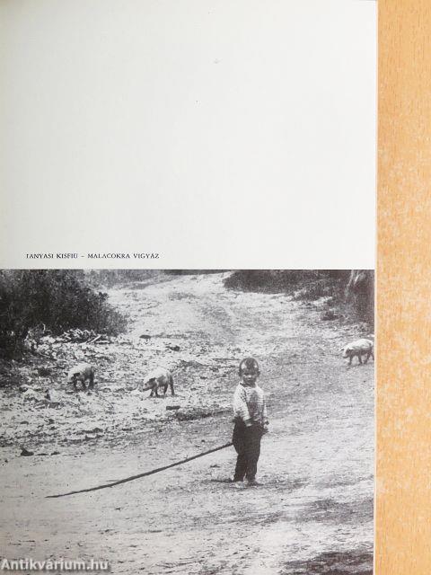 Erdőháton, Nyíren