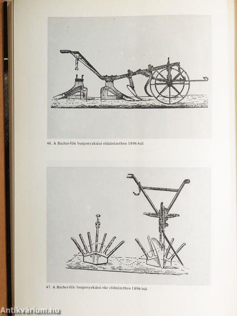 A burgonya Magyarországon