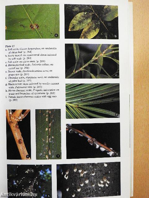 Pests, Diseases & Disorders of Garden Plants