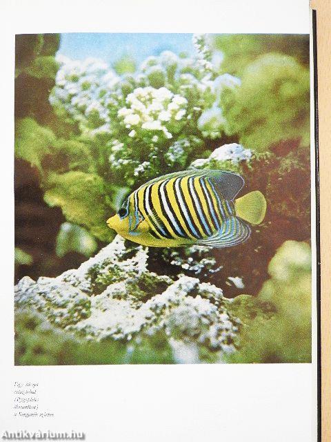 Az ezer atoll világa