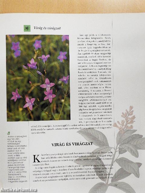 Varázslatos virágok