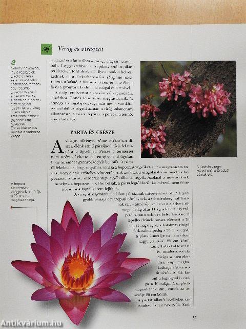 Varázslatos virágok