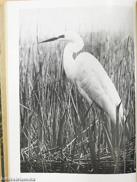 Természet Világa 1975. január-december