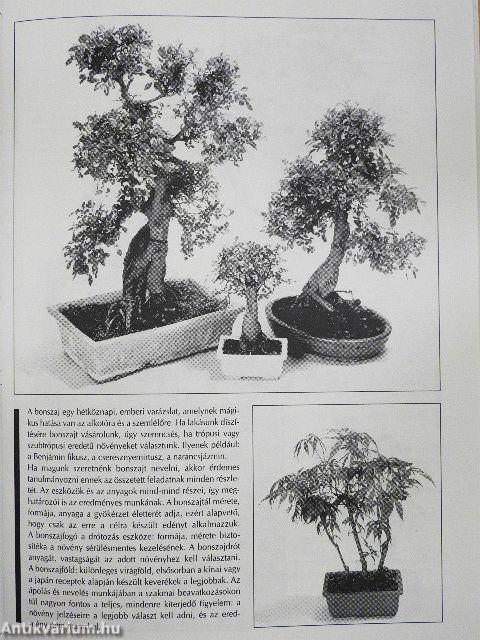 Kedvelt szobanövények