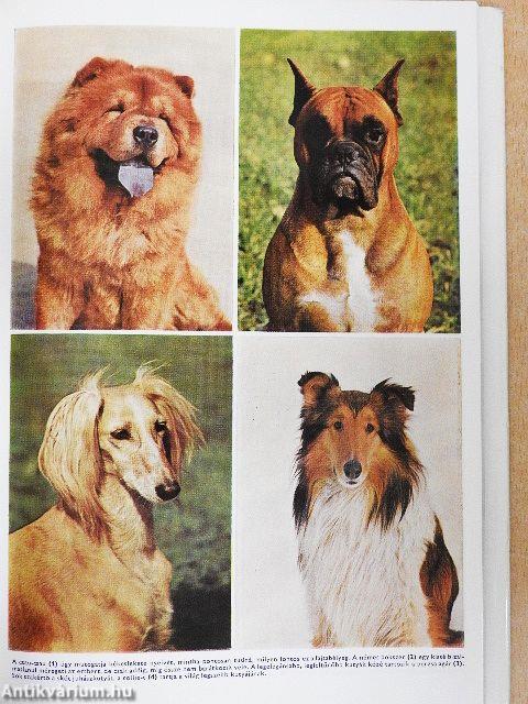 400 tanács kutyakedvelőknek