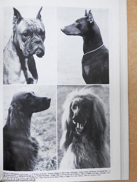 400 tanács kutyakedvelőknek