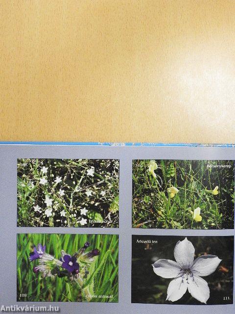 Partonszűrt csapvizünk bölcsője