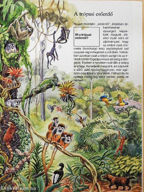 Az esőerdő