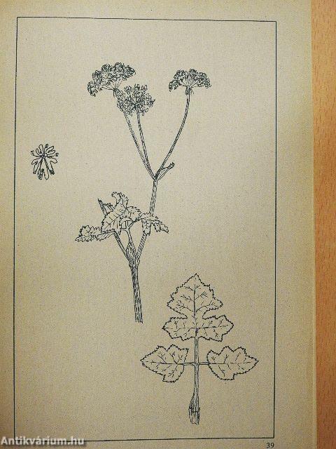 Kraut & Unkraut zum Kochen & Heilen