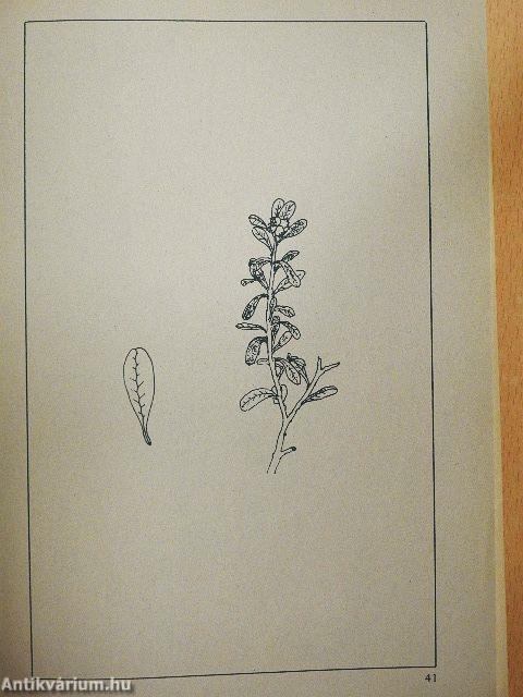 Kraut & Unkraut zum Kochen & Heilen