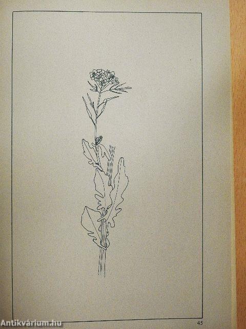 Kraut & Unkraut zum Kochen & Heilen