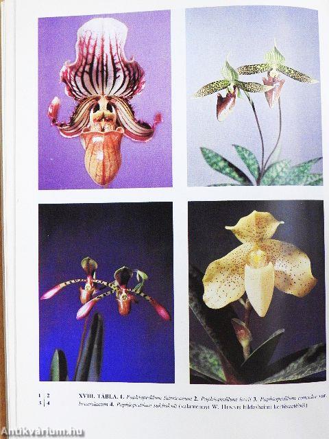 Orchideák és broméliák