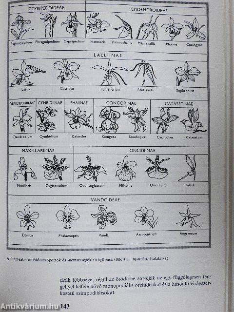 Orchideák és broméliák