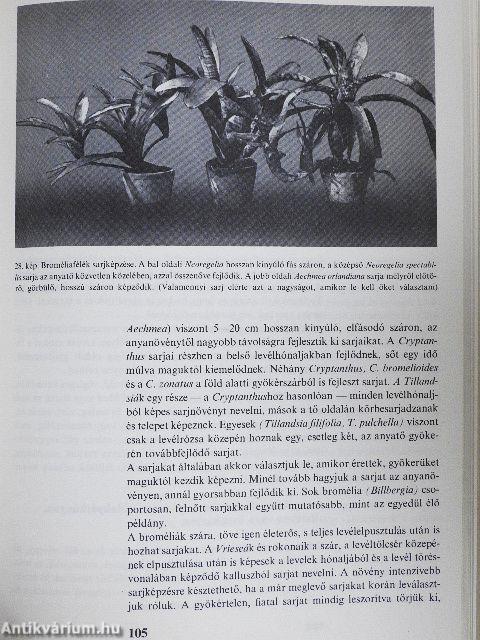 Orchideák és broméliák