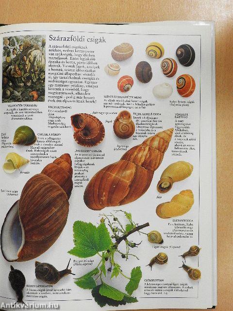 Csigák
