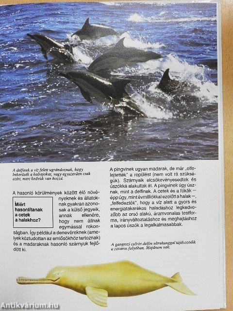 Bálnák és delfinek